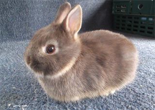 Dwarf rabbit Other dwarf rabbit breeds Lionhead Rabbit