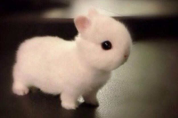 Dwarf rabbit Literally Just 21 Super Cute Pictures Of Dwarf Bunnies That39ll Make