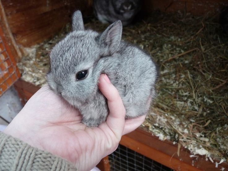 Dwarf rabbit Brighteyes Bunnies Netherland Dwarf Rabbits cute Pinterest