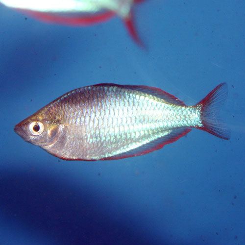 Dwarf rainbowfish Dwarf Neon Rainbowfish Melanotaenia praecox Neon Rainbowfish
