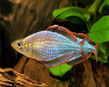 Dwarf rainbowfish Dwarf Neon Rainbowfish Aquarium Hobbyist Social Networking