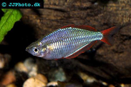 Dwarf rainbowfish Melanotaenia Praecox the Dwarf Neon Rainbowfish Profile with care