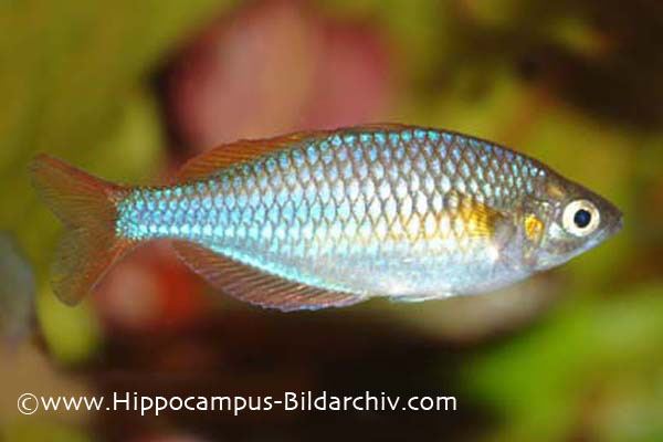 Dwarf rainbowfish Melanotaenia praecox Neon Dwarf Rainbowfish Seriously Fish