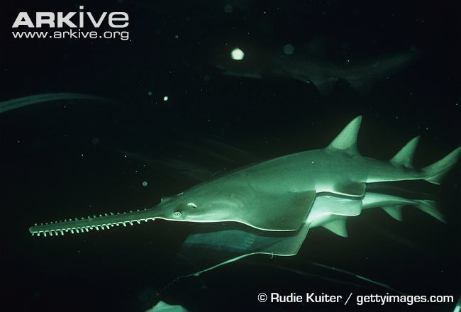 Dwarf sawfish Dwarf sawfish videos photos and facts Pristis clavata ARKive