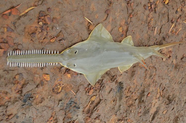 Dwarf sawfish sawfish images Marine Biodiversity amp Conservation