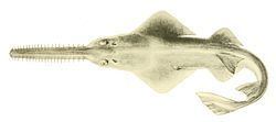 Dwarf sawfish httpsuploadwikimediaorgwikipediacommonsthu