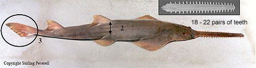 Dwarf sawfish Seaweek 2008 Extinction A Saw Point