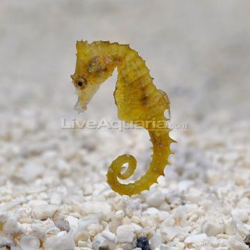 Dwarf seahorse Dwarf Seahorse