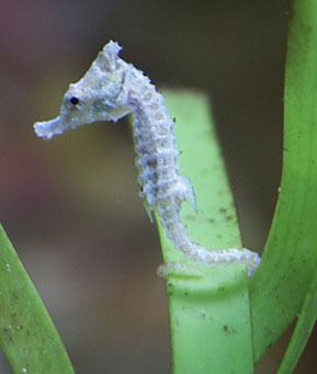 Dwarf seahorse Protect Severely Threatened Dwarf Seahorse Habitat ForceChange