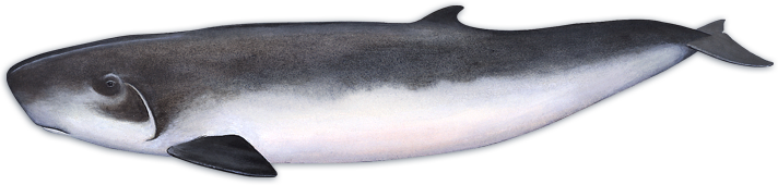 Dwarf sperm whale - Alchetron, The Free Social Encyclopedia