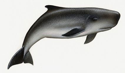 Dwarf sperm whale Dwarf and Pygmy Sperm Whale SWFSC