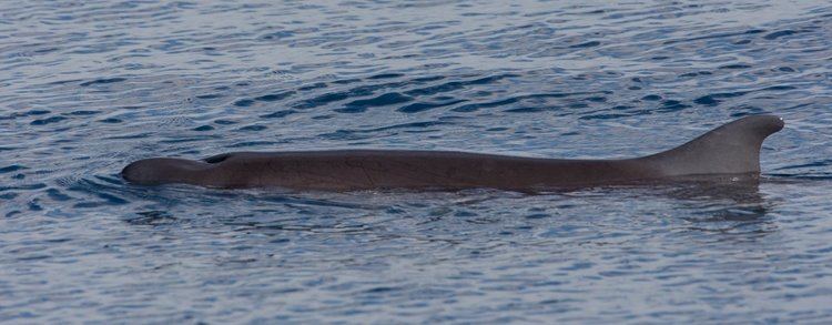 Dwarf sperm whale Dwarf Sperm Whale Species Guide WDC