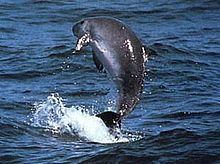 Dwarf sperm whale httpsuploadwikimediaorgwikipediacommonsthu