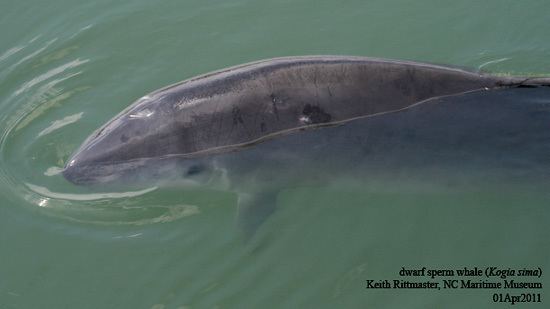 Dwarf sperm whale Dwarf Sperm Whales Kogia sima MarineBioorg