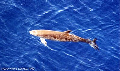 Dwarf sperm whale Dwarf Sperm Whales Kogia sima MarineBioorg