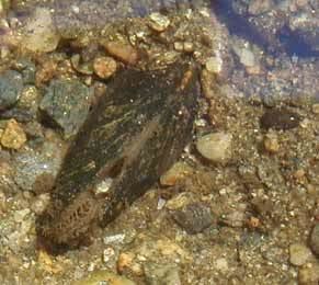 Dwarf wedgemussel Pennsylvania Office Northeast Region US Fish and Wildlife Service