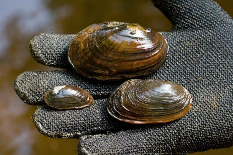 Dwarf wedgemussel Dwarf wedgemussel39s fate in Supreme Court NY Daily News