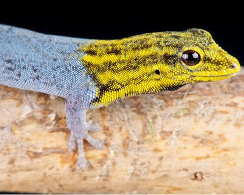 Dwarf yellow-headed gecko wwwreptilesncritterscomimageslargeyellowhead