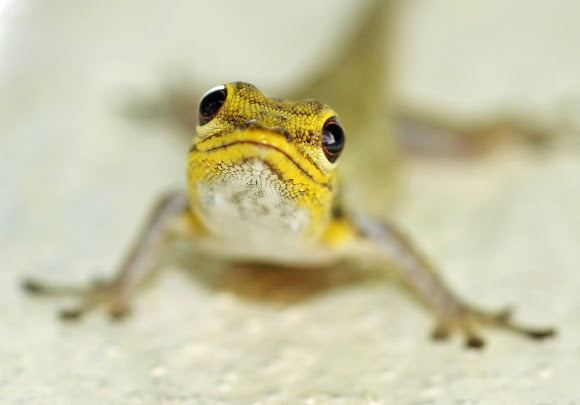 Dwarf yellow-headed gecko Yellowheaded Dwarf Gecko Project Noah