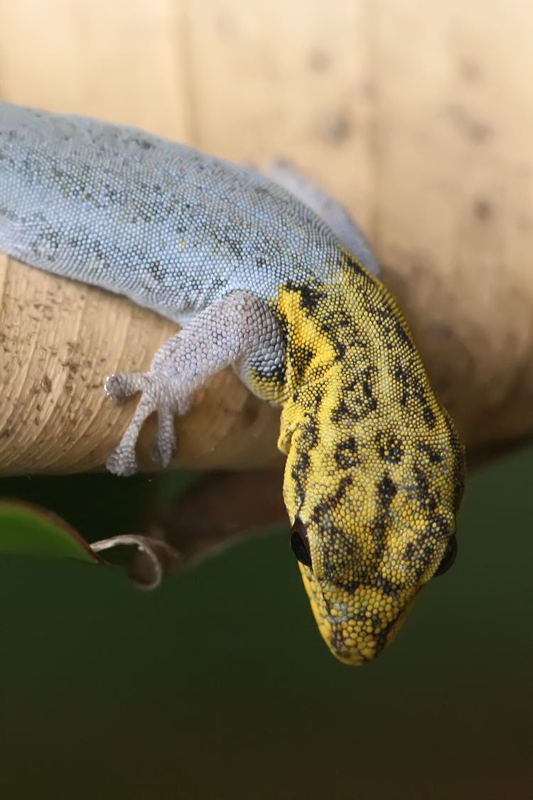 Dwarf yellow-headed gecko FileDwarf yellowheaded gecko portraitjpg Wikimedia Commons