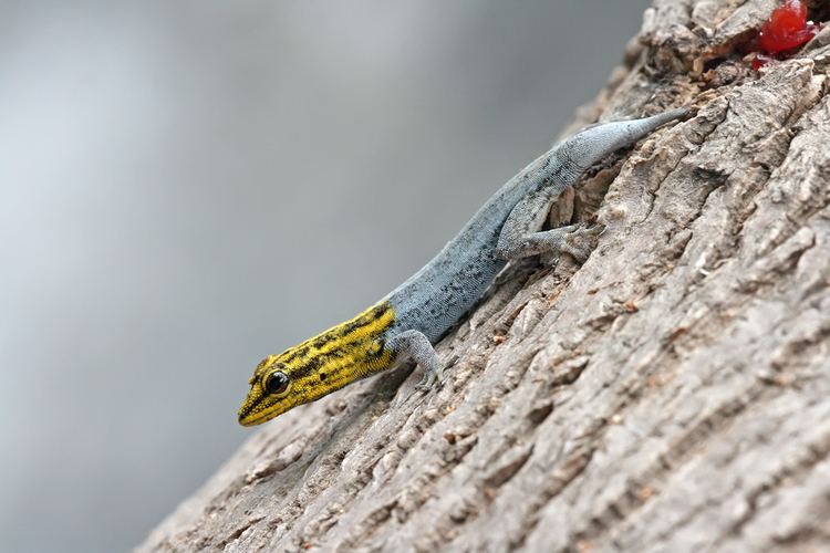 Dwarf yellow-headed gecko Dwarf yellowheaded gecko Wikipedia