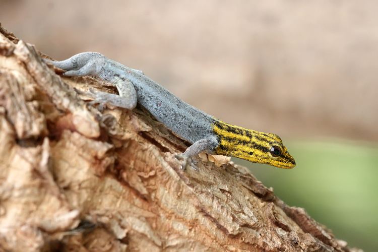 Dwarf yellow-headed gecko FileDwarf yellowheaded gecko2jpg Wikimedia Commons