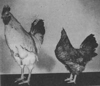 Dwarfism in chickens