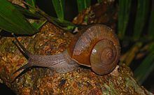 Dyakia (gastropod) httpsuploadwikimediaorgwikipediacommonsthu