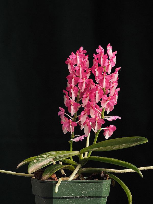 Dyakia hendersoniana Dyakia hendersoniana Orchid Board Most Complete Orchid Forum on