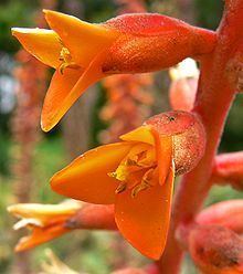 Dyckia platyphylla httpsuploadwikimediaorgwikipediacommonsthu