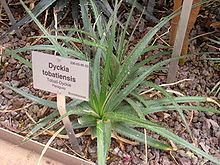 Dyckia tobatiensis httpsuploadwikimediaorgwikipediacommonsthu