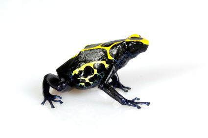 Dyeing dart frog Dyeing Poison Dart Frog for Sale Reptiles for Sale