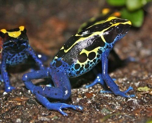 Dyeing dart frog Dyeing Dart Frog observed by robertsprackland iNaturalistorg