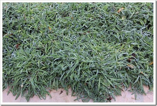 Dymondia Succulents and More Silver carpet Dymondia margaretae revisited