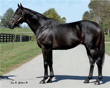 Dynaformer Temple City Spendthrift Farm Thoroughbred Stallion Farm