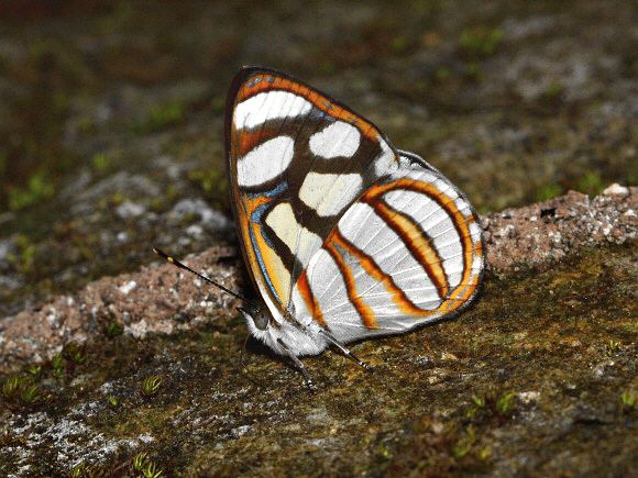 Dynamine Butterflies of Amazonia Dynamine setabis