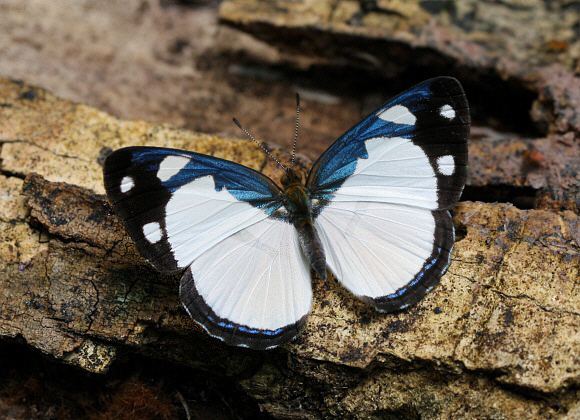 Dynamine Butterflies of Amazonia Dynamine athemon