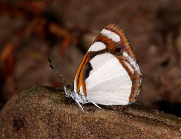 Dynamine Butterflies of Amazonia Dynamine agacles