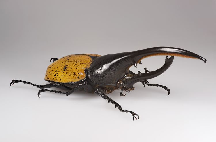 Dynastes Hercules beetle Wikipedia