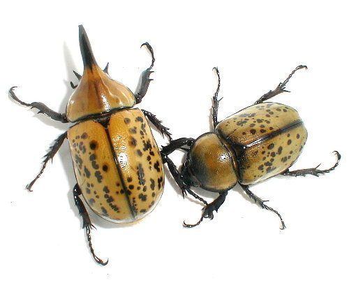 Dynastes Eastern Hercules Beetle Dynastes tityus Linnaeus 1763