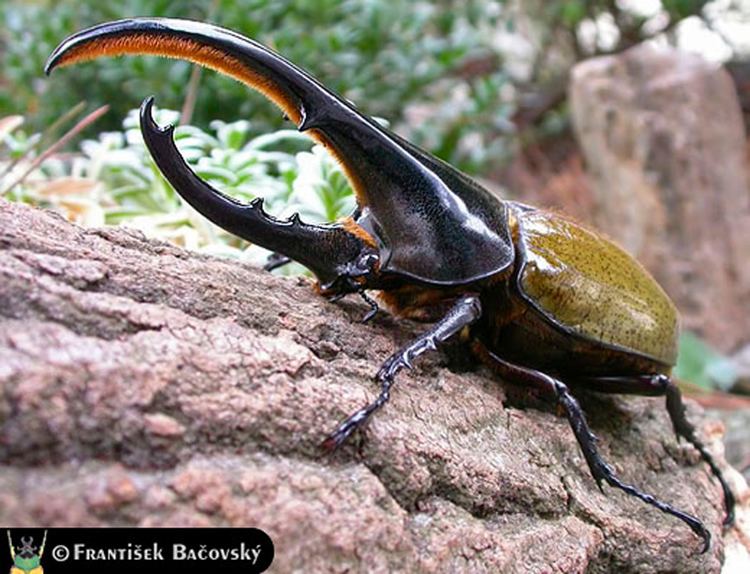 Dynastes Dynastes hercules hercules ColeopteraAtlascom