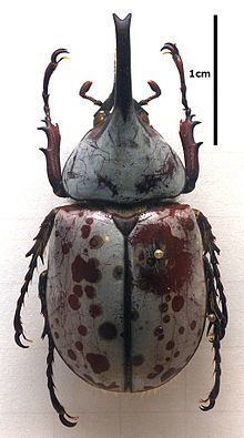 Dynastes httpsuploadwikimediaorgwikipediacommonsthu