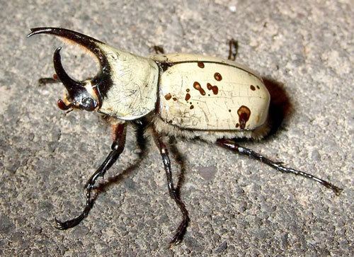 A Dynastes grantii, also known as Western Hercules Beetle with white exoskeleton and brown spots.