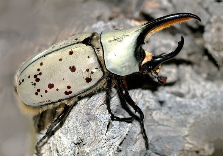 A Dynastes grantii, also known as Western Hercules Beetle with white exoskeleton and brown spots.
