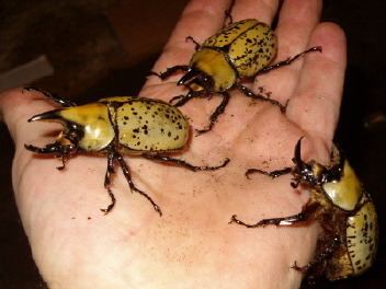 Dynastes tityus ITT I discuss the life cycle of the Eastern Hercules Beetle