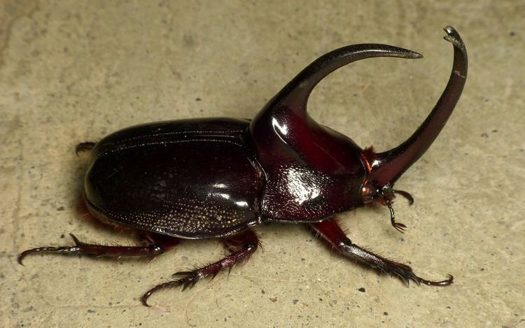 Dynastinae Rhinoceros beetle Enema pan Dynastinae Andreas Kay Flickr