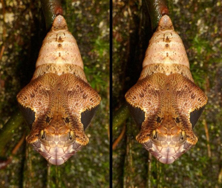 Dynastor Meet the snake mimic that will make you question everything PHOTOS