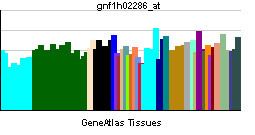 DYNC2H1