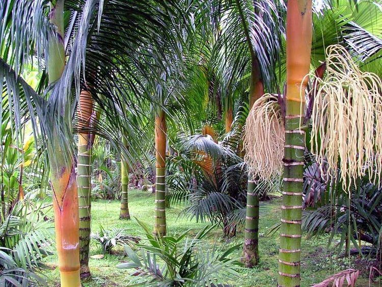 Dypsis Dypsis albofarinosa White Powder Palm mywatergallery palm trees