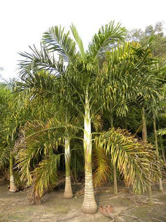 Dypsis Dypsis madagascariensis Palmpedia Palm Grower39s Guide